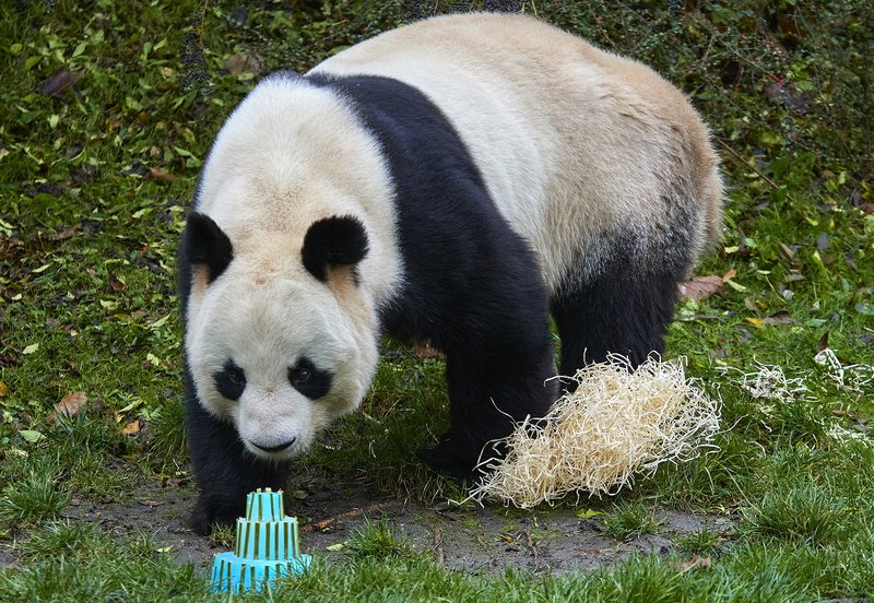 France - golden panda
